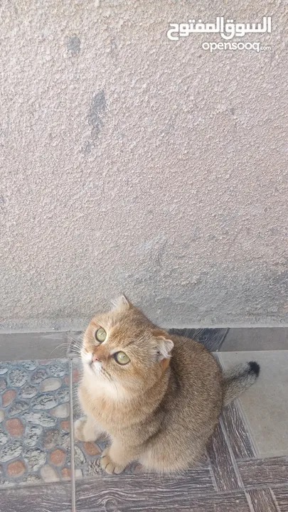 قطط سكوتش فولد للبيع اقرأ الوصف