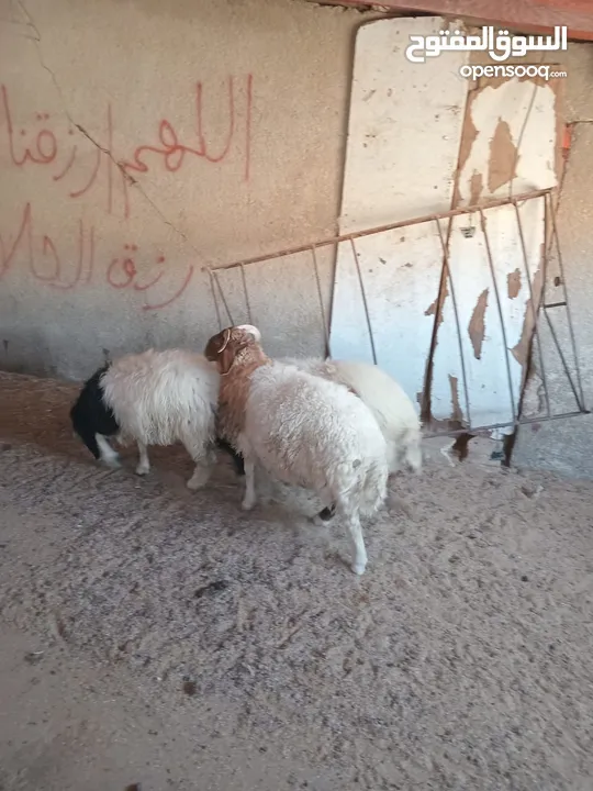 خرفان بلدي اضاحي