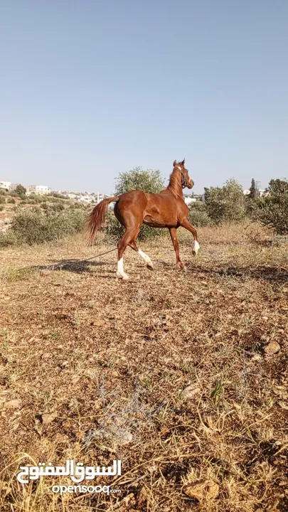 مهره بنت إبن غيلان قطعه فل