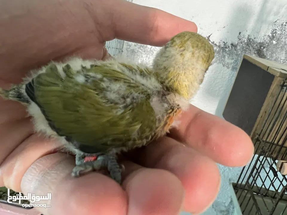 طيرة انجليزي رمادية ومخاليف فيش. وفراخ روز للزق اليدوي. الرجاء قراءة الوصف