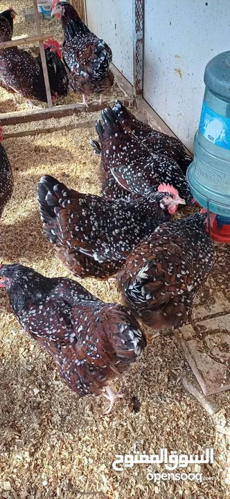 بيض سلالات دجاج نادره