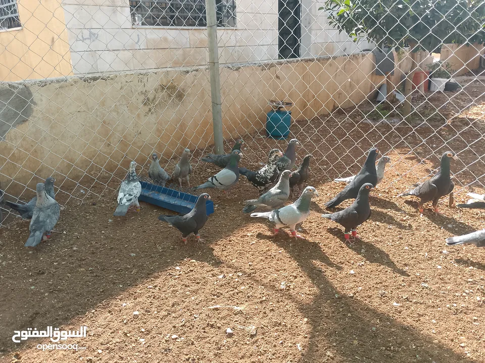 حمام للبيع قرقاطي