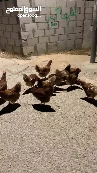 12 جاجه هنديه للبيع جاجات نخب للبيع