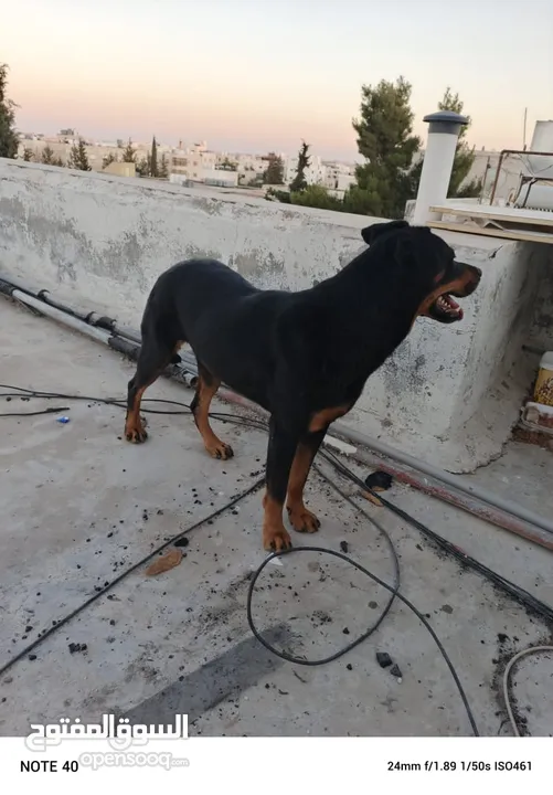 انثي روت وايلر