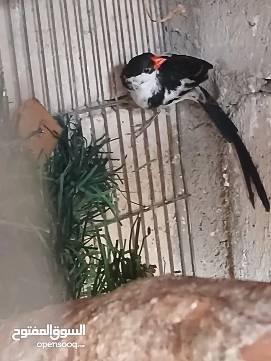 كناري  نشالله
