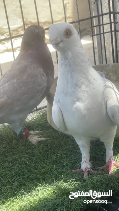 حمام كش و زق
