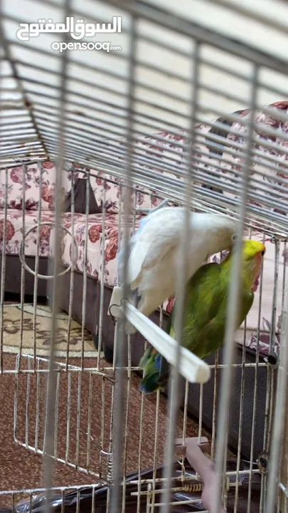 جوز روز للبيع دون قفص مطلوب