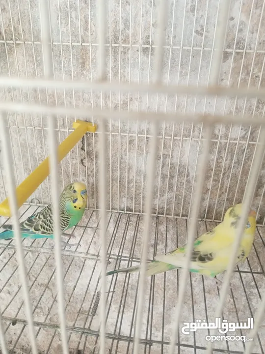 جوز طيور حب للبيع