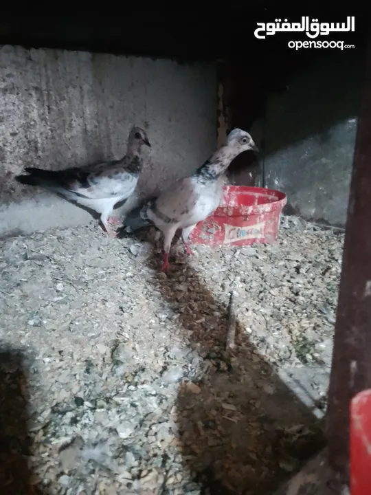 متاح جواز و حبات فلت موجودات طبربور سعرهن كويس