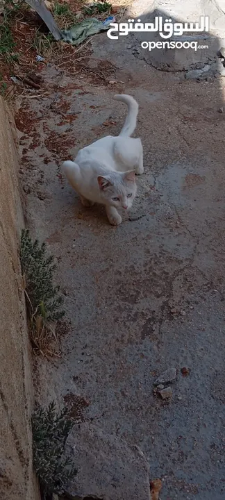 قط ابيض جميل جدا مع عينان زرقاوان و حالته الصحية جيدة و هادا و مرح وكن غير مدرب