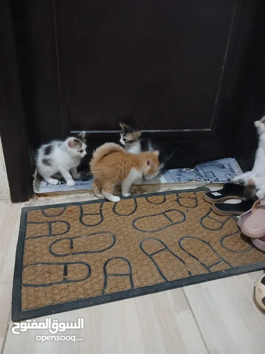 4 kittens for adoption 2 months old - 2 girls 2 boys