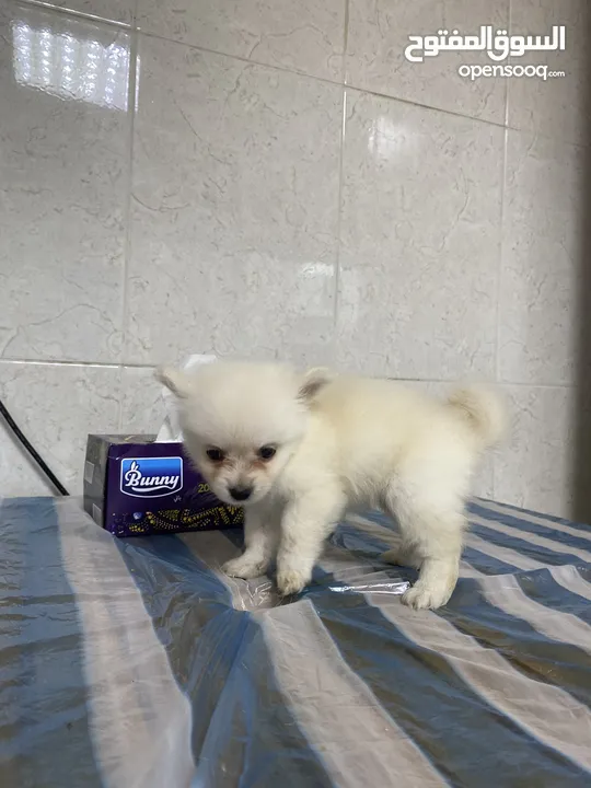 Baby Pomeranian in Dubai