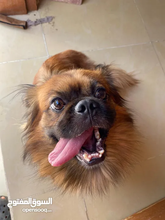Free Pekingese Male dog - 4 years old