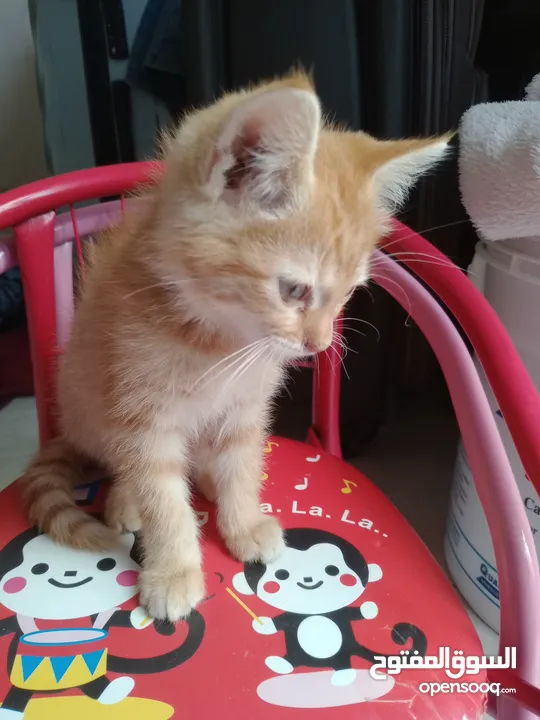 persian kitten for sale