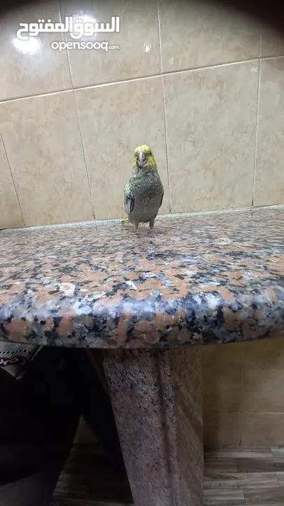 ببغاء كوكتيل اليف وعمرو صغير