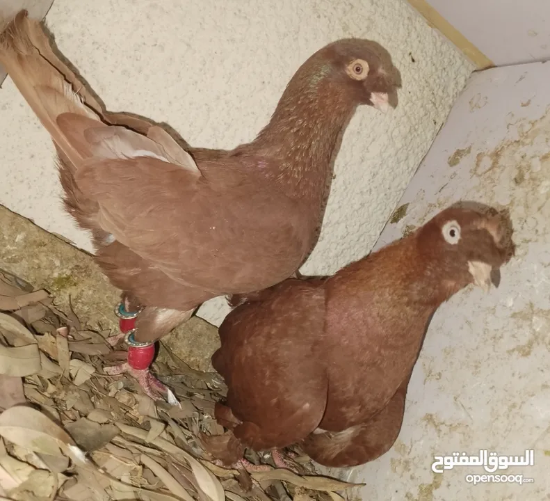 حمام جواز بصلات على نبي الحبه ب دينارين واغلبو تحتيو فراخ وبيض