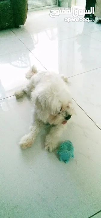 ذكر وانثى  فرنش تيرير عمر شهرين الأنثى والذكر سنتين puppy 2-months - French Terrier female & boy