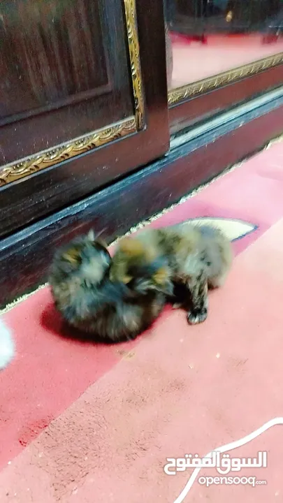كلب بيت بول ذكر للبيع يوجد انثه  مطيعه ....... كلب ذكر روت ويلر