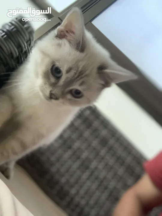 قطه سكوتش ستريت