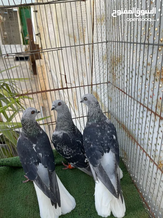 متاح جوّز مع اكم طيرة