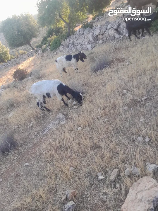 عنزتين سن جمع نضيف سوبر السوبر