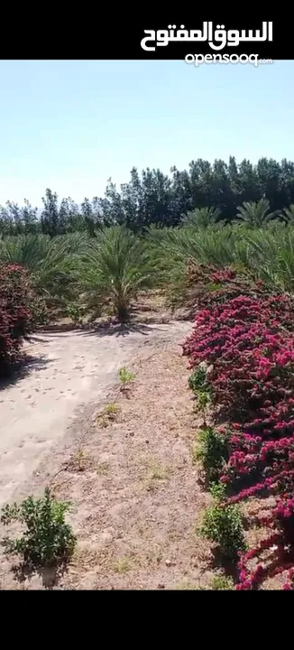 مزرعة للبيع في الكرامة