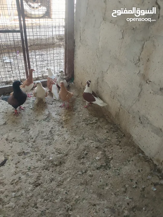 متاح جواز و حبات فلت موجودات طبربور سعرهن كويس