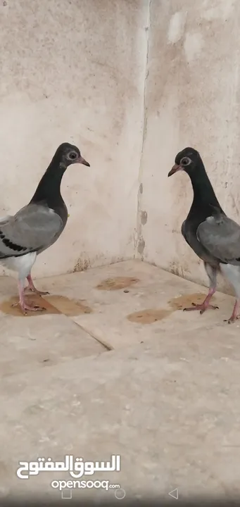 حمام شلبي نخب اول