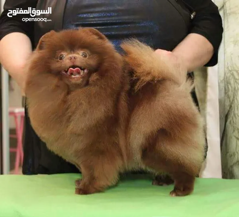 Pomeranian   Samoyed    Giant Malamute