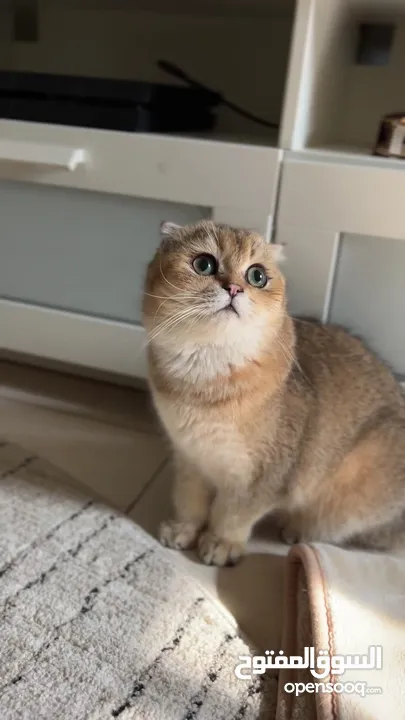 Scottish fold