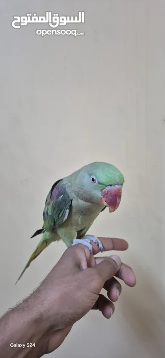 متوة نثية نيبالية أليفة ومتكلمة