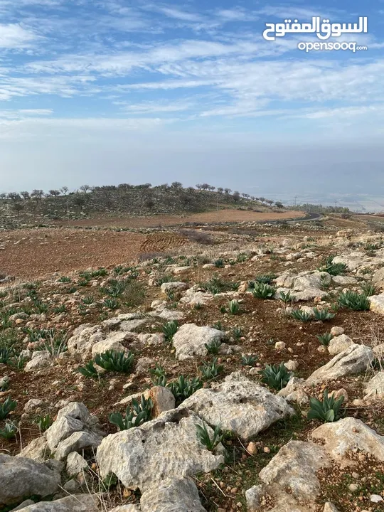 14 قطعة أرض في أجمل مناطق كفرنجه في عجلون