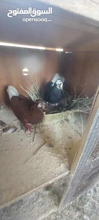 جوز تكلجي الفحل احمر والطيره سودا مع فراخهم