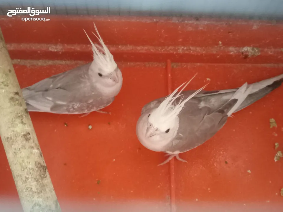 جوزين كوكتيل  منهم جوز وايت فيس شغالات صحة ونظافة