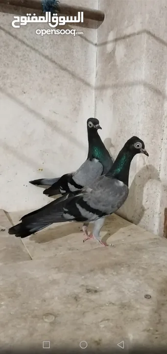 حمام شلبي نخب اول شغال
