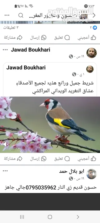 مطلوب طيره حسن تكون شغاله