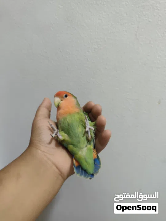 لافبيرد اليف