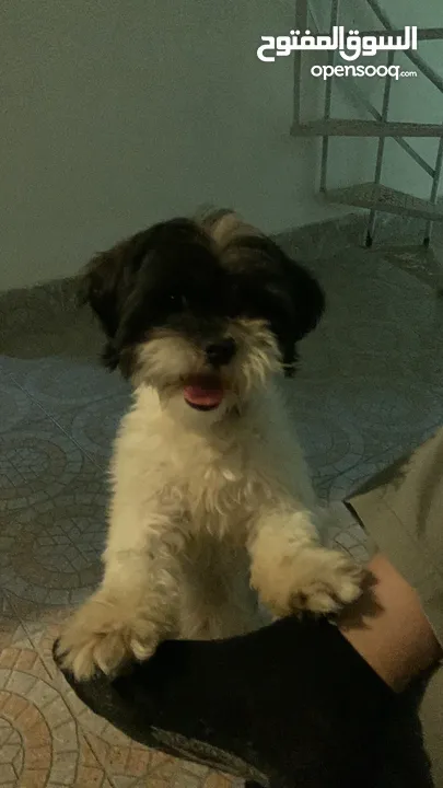 Shih tzu dog playful not selling to omanis