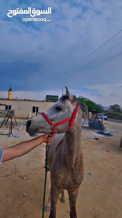 حصان عربي مسجل للبيع