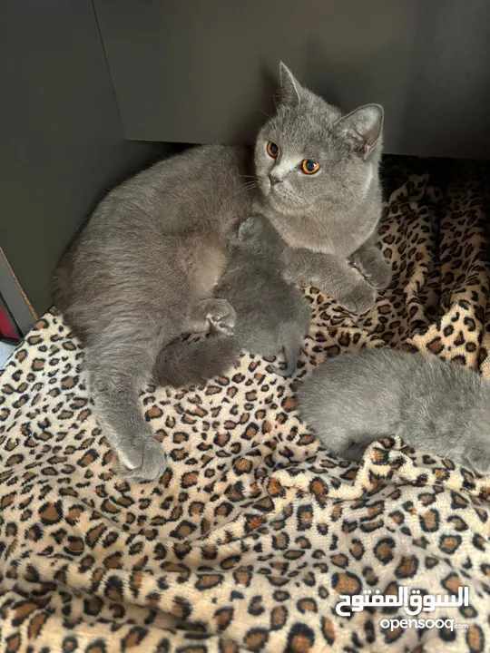 British shorthair kitten for sale