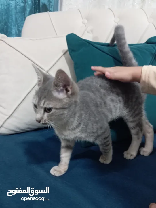 توبي كات (بندق) قط جميل جدا وأليف the best cat i have ever seen and i loke it