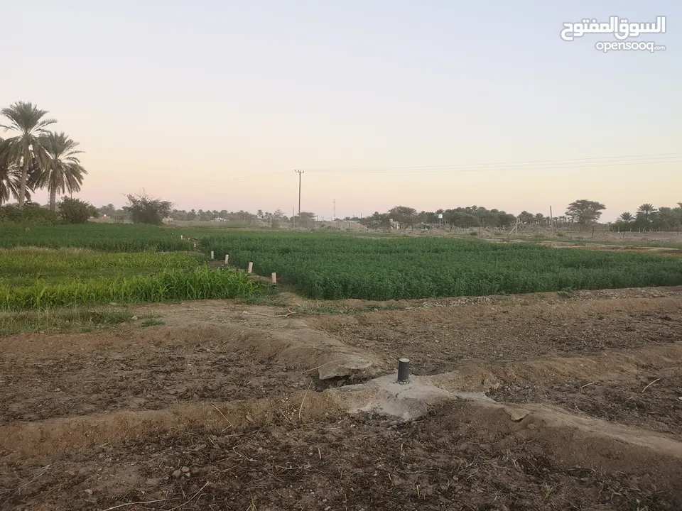 بيع مزرعه بمساحة 5 فدان في برزمان منطقه القويعه ارض زراعه كل شي متواجد بها نخيل وفسائل جديده وقت