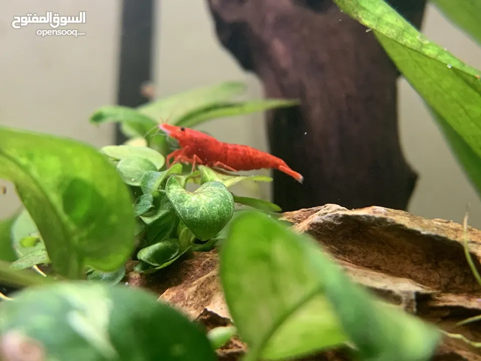 Red cherry shrimp