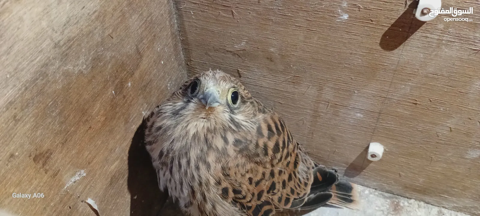 طائر العوسق  او ما يسما الباشق  للبيع  الون بني   فرخ  عمره في الخاص