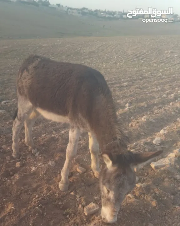 حمار غنم للبيع بسعر مميز كفاله