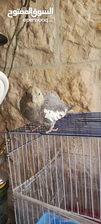 ببغاء كوكتيل