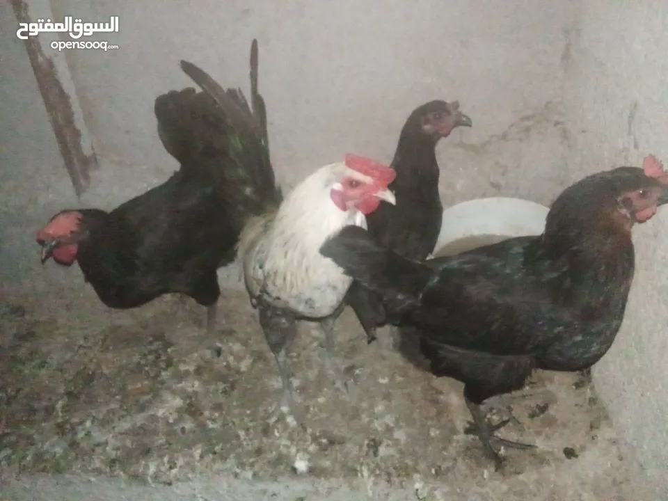 دجاج بلدي بياض للبيع