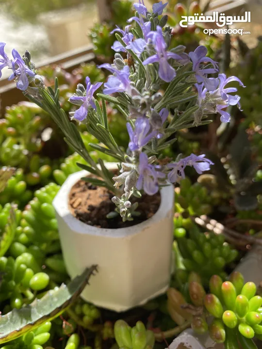 توزيعات هدايا