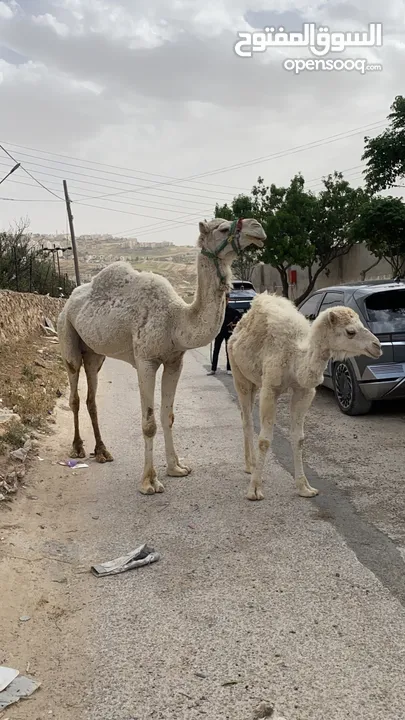ناقه للبيع