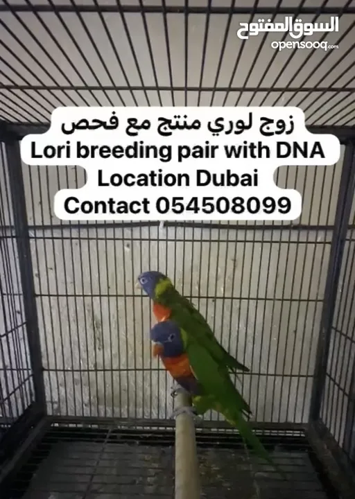 Lori breeding pair with DNA very Very healthy and active  زوج لوري منتج مع فحص